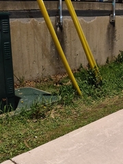 Sylvilagus floridanus