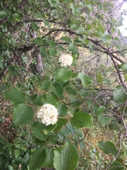 Viburnum ellipticum