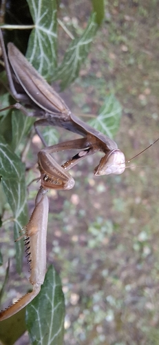 European Mantis