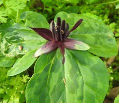 Trillium stamineum