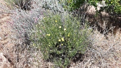 Menodora scabra glabrescens