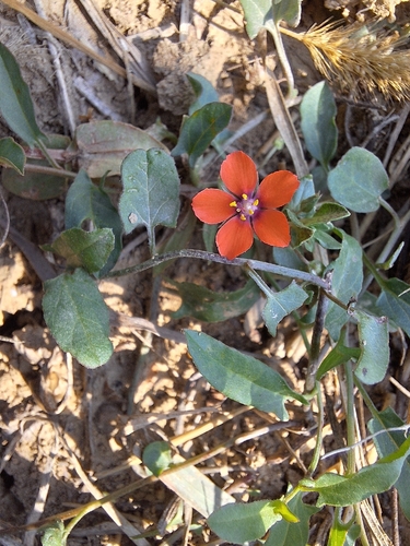 scarlet pimpernel