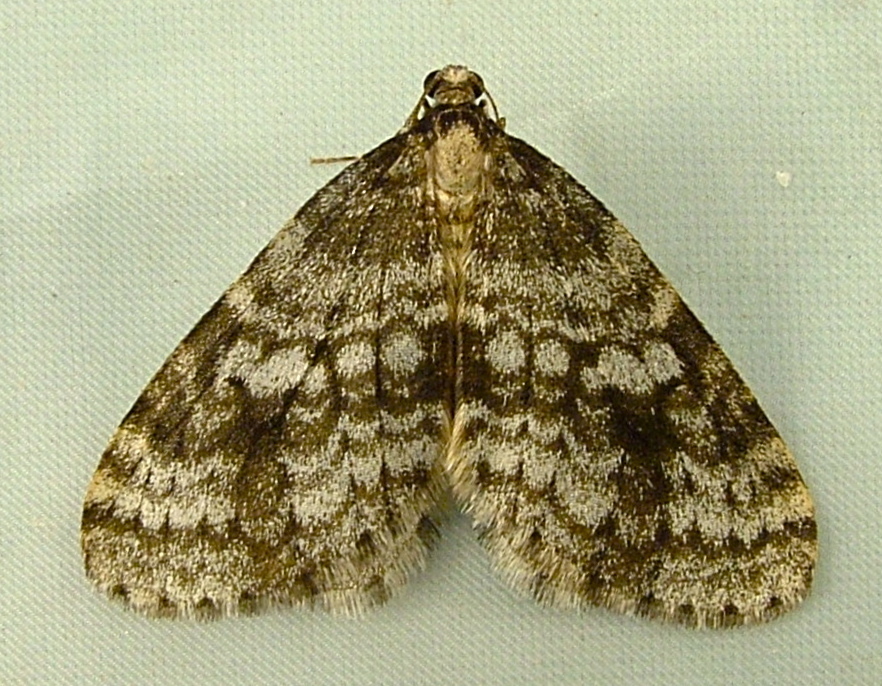 Western Bruce Spanworm