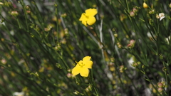 Menodora scabra glabrescens