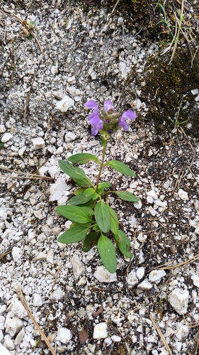 Large Self-heal