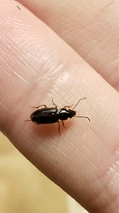 Stenolophus ochropezus