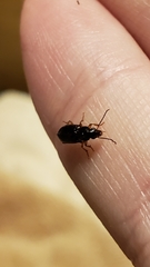 Stenolophus ochropezus