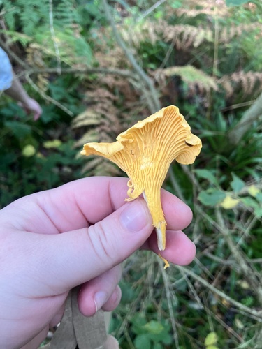 Golden Chanterelle