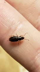 Stenolophus ochropezus