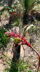 Anigozanthos manglesii