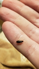 Stenolophus ochropezus