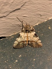 Catocala connubialis