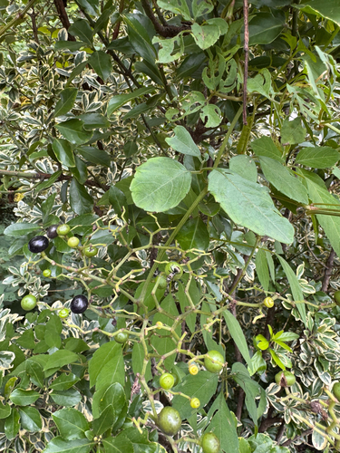 Bushkiller