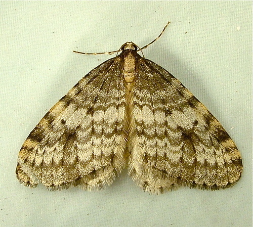 Western Bruce Spanworm