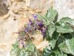 Paederota bonarota
