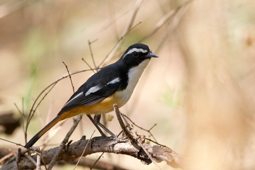 iNaturalist image