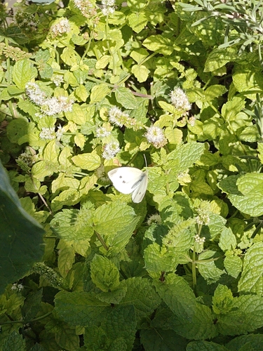 Small White
