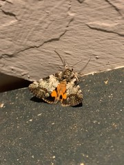 Catocala connubialis