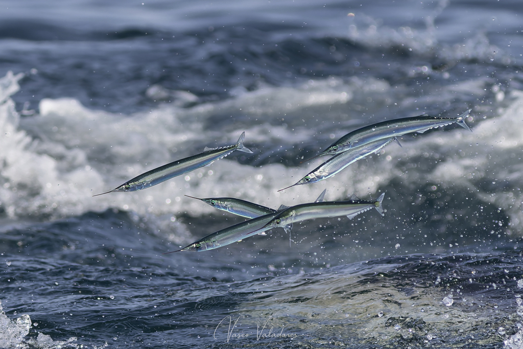 Atlantic Saury
