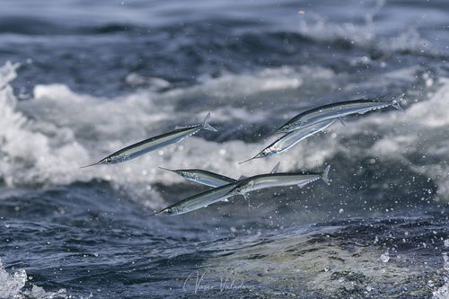 Atlantic Saury