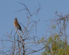 Turdus rufopalliatus