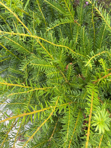common yew