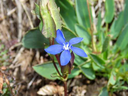 Gentiana utriculosa