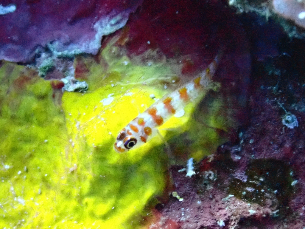 Candycane Dwarfgoby
