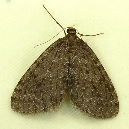 Western Bruce Spanworm