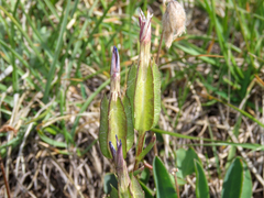 Gentiana utriculosa, photograph (c) Emanuele Santarelli, some rights reserved (CC BY-SA)