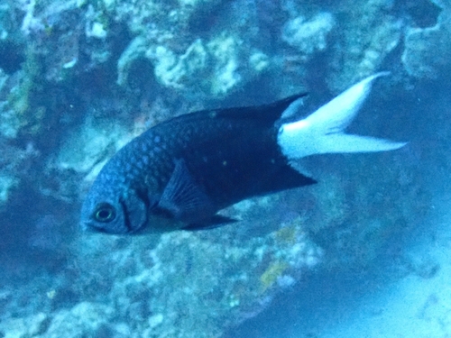 Chromis xanthura observed 2026-09-08