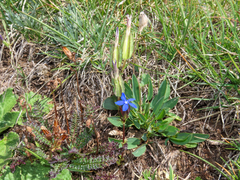 Gentiana utriculosa, photograph (c) Emanuele Santarelli, some rights reserved (CC BY-SA)