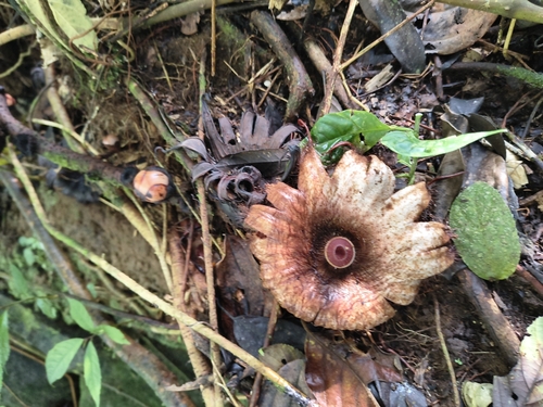 Rhizanthes deceptor