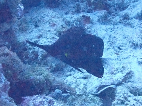 Forcipiger longirostris observed 2026-09-08