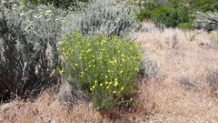 Menodora scabra glabrescens