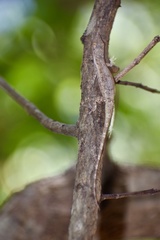 Anolis angusticeps