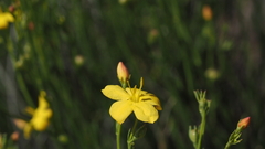 Menodora scabra glabrescens