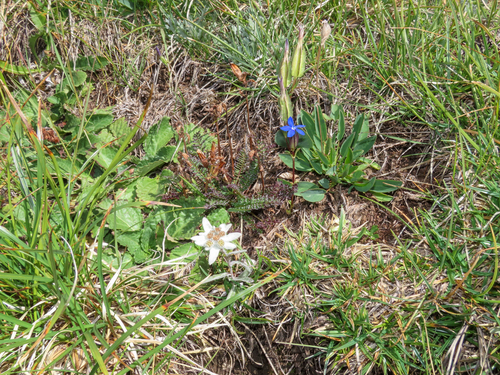 Gentiana utriculosa, photograph 3