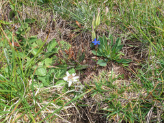 Gentiana utriculosa, photograph (c) Emanuele Santarelli, some rights reserved (CC BY-SA)
