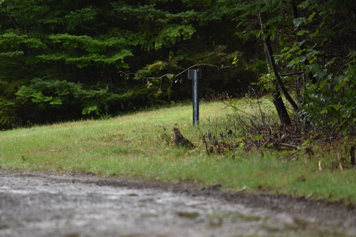 Ruffed Grouse