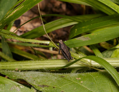 Tettigidea