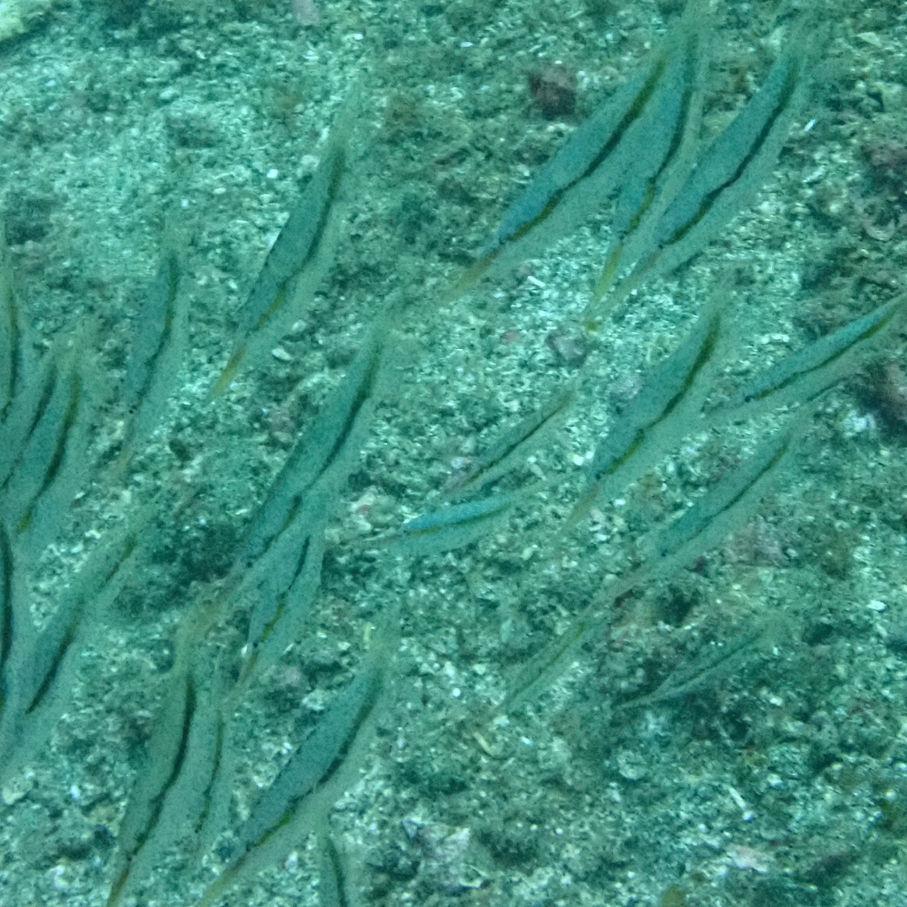 Grooved razorfish
