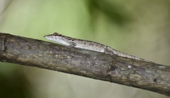 Anolis angusticeps