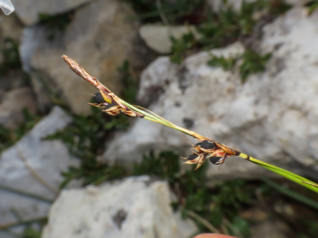 Carex sempervirens; photograph (c) Emanuele Santarelli, some rights reserved (CC BY-SA)