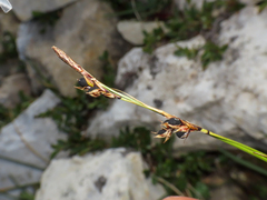 Carex sempervirens