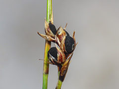 (c) Emanuele Santarelli, some rights reserved (CC BY-SA) Carex sempervirens, photograph (c) Emanuele Santarelli, some rights reserved (CC BY-SA)