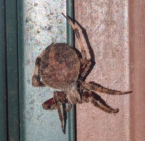 Spotted Orbweaver