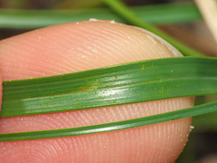 (c) Emanuele Santarelli, some rights reserved (CC BY-SA) Carex sempervirens, photograph (c) Emanuele Santarelli, some rights reserved (CC BY-SA)