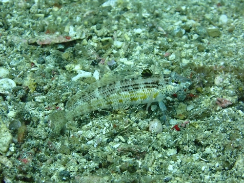 Parapercis snyderi observed 2026-09-10