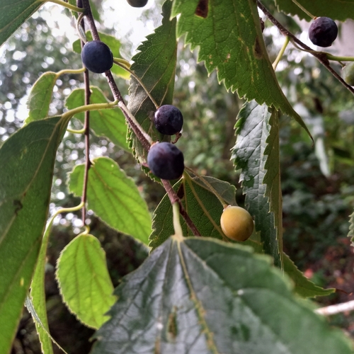 Nettle tree